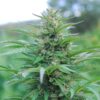 Suzy Q CBD Hemp Flower