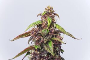 Cherry Gorilla Glue